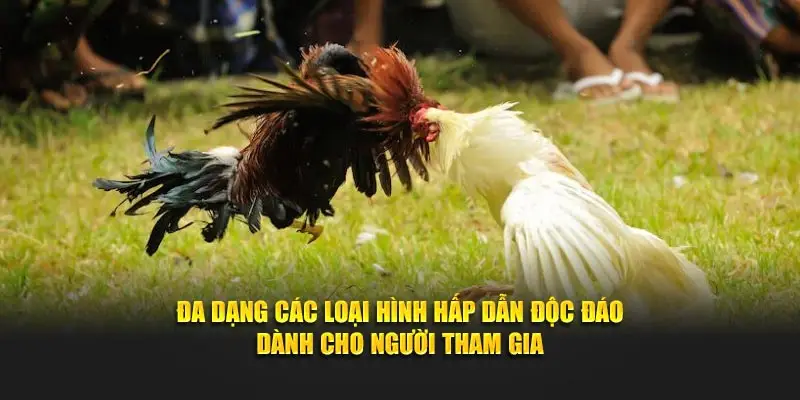 Đa dạng các loại hình hấp dẫn độc đáo dành cho người tham gia