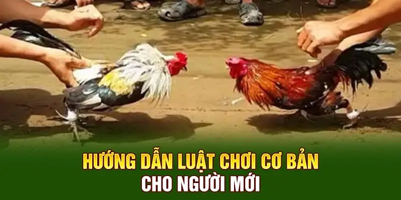 Hướng dẫn luật chơi cơ bản cho người mới