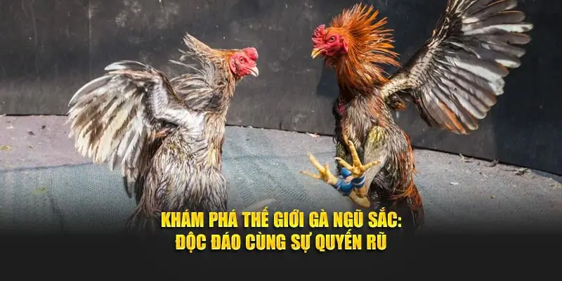 Khám Phá Thế Giới Gà Ngũ Sắc: Độc Đáo Cùng Sự Quyến Rũ