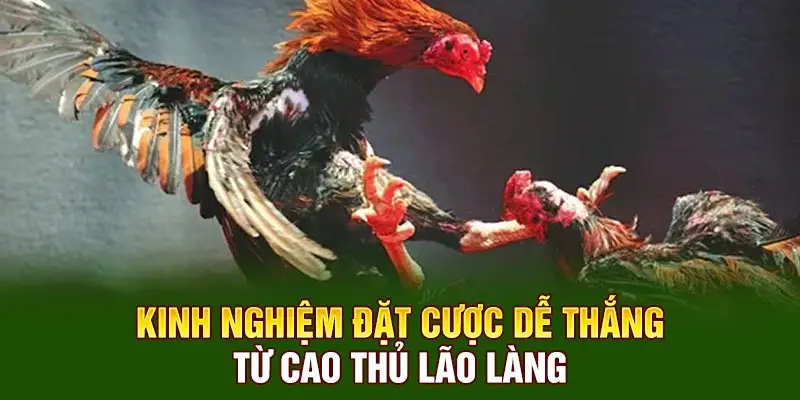 Kinh nghiệm đặt cược dễ thắng từ cao thủ lão làng
