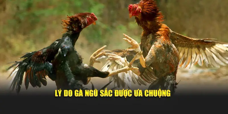 Lý do gà ngũ sắc được ưa chuộng