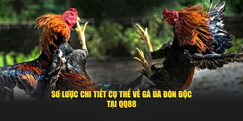 Sơ lược chi tiết cụ thể về gà đá đòn độc tại QQ88