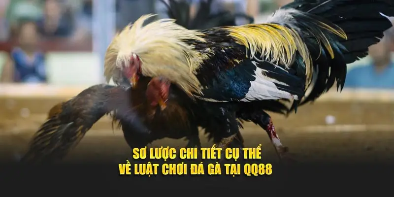 Sơ lược chi tiết cụ thể về luật chơi đá gà tại QQ88 