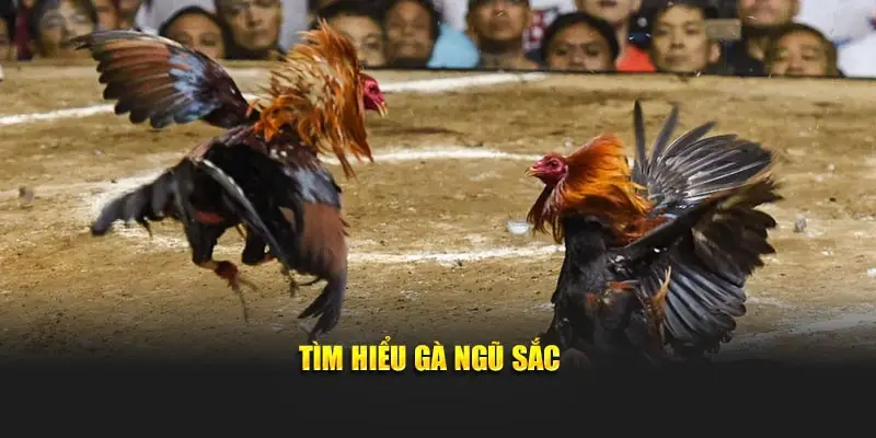 Tìm hiểu gà ngũ sắc 